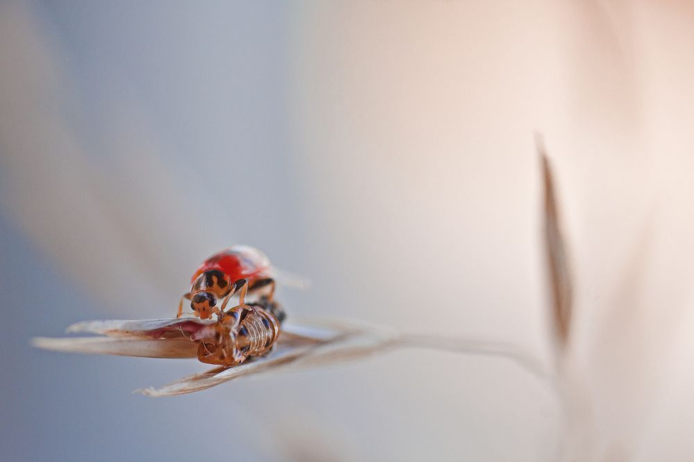Рождение божьей коровки!