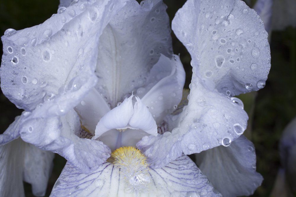 Ирисы и дождь