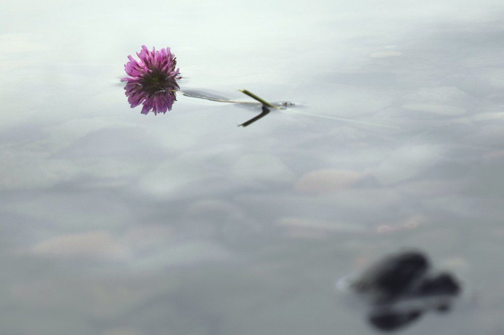 Клевер на воде