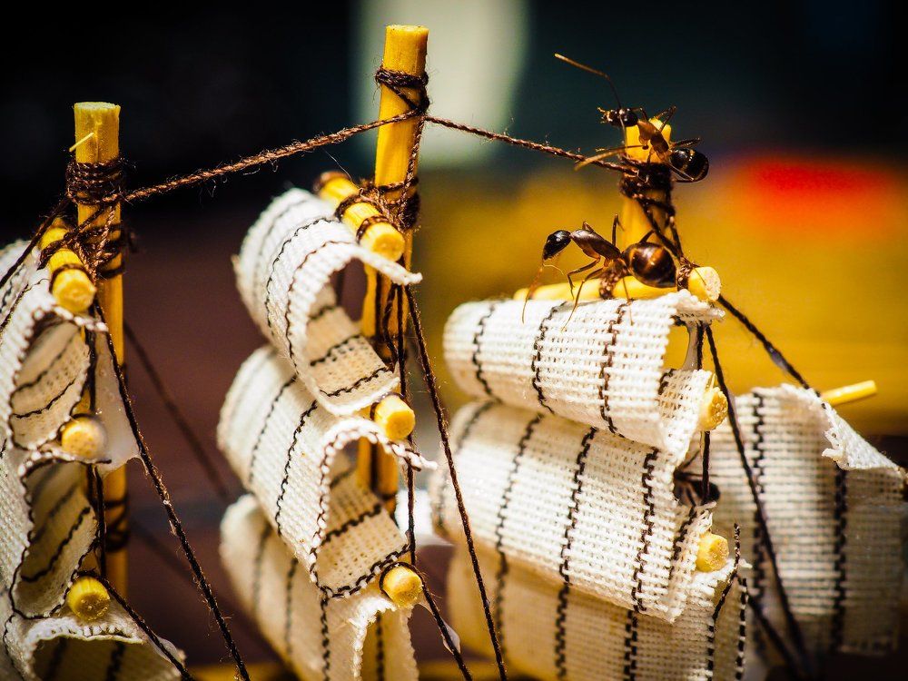 мореплаватели