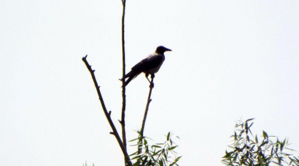 Высоко сижу....