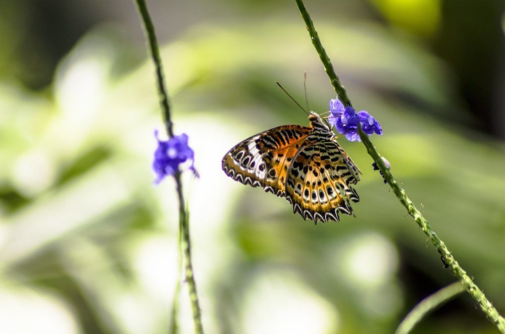 Butterfly