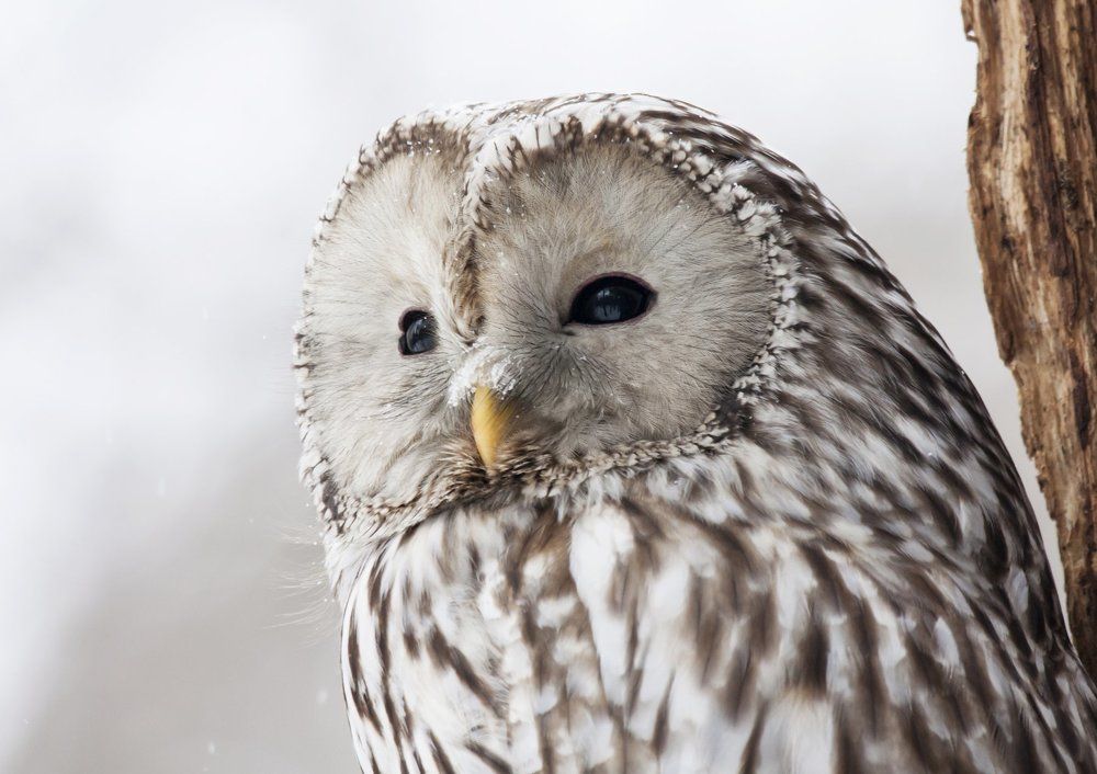 Ural owl
