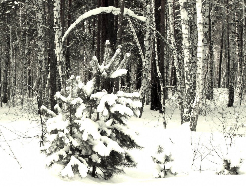 Photograph by Ирина