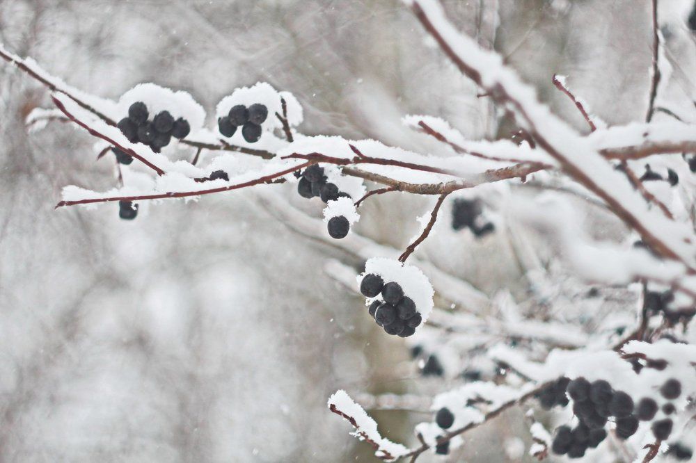 Снежная сказка