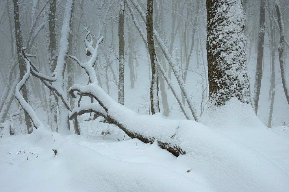 Первый снег