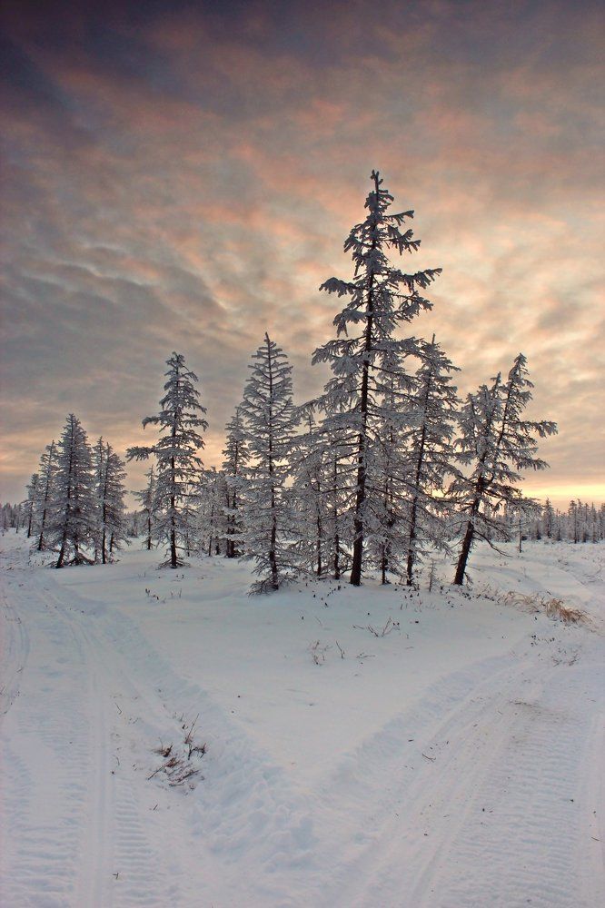 Развилка