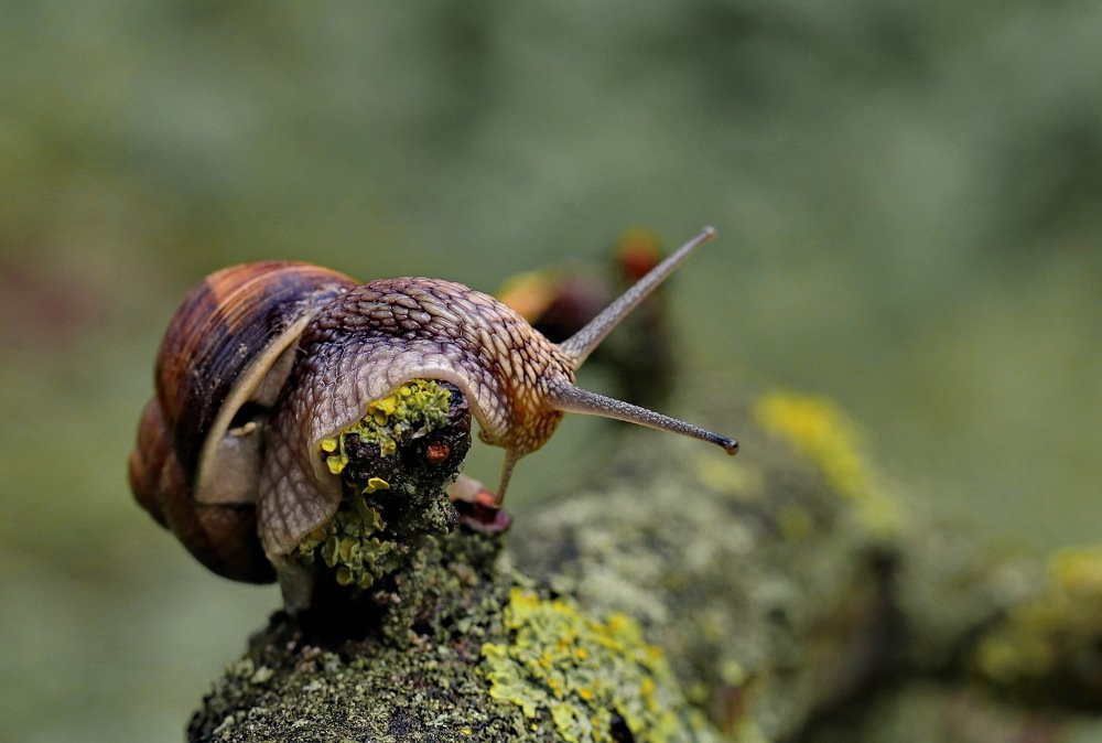 Если гора не идет...