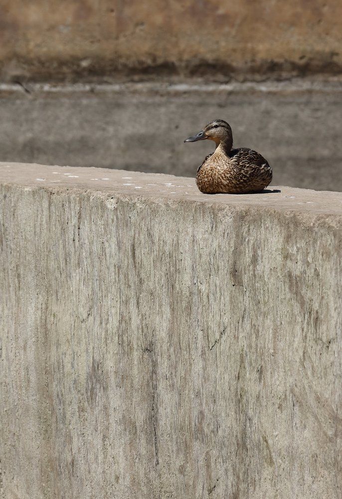 Photograph by Игорь Осипов