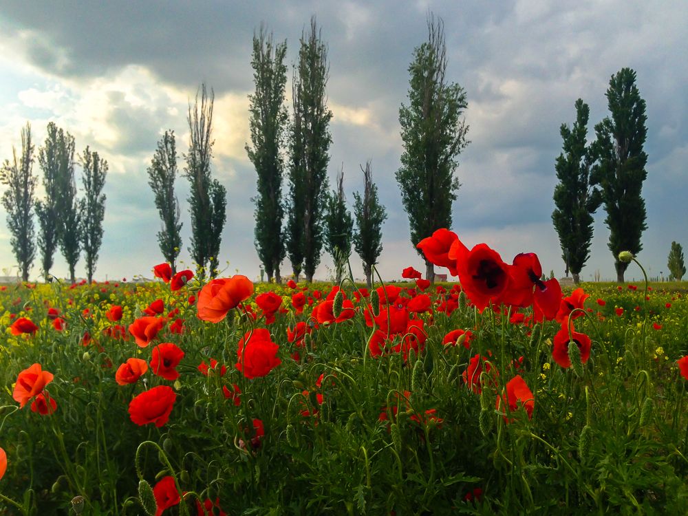 Маки и тополя