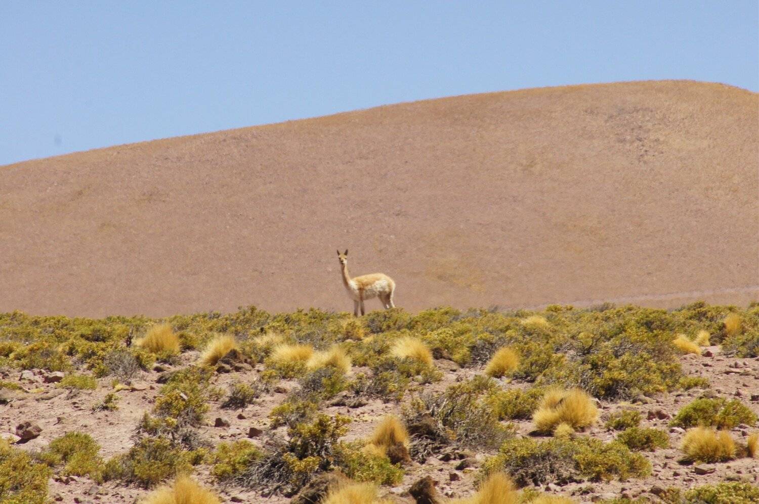 The lonely llama