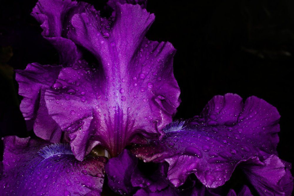 Фиолетовый ирис