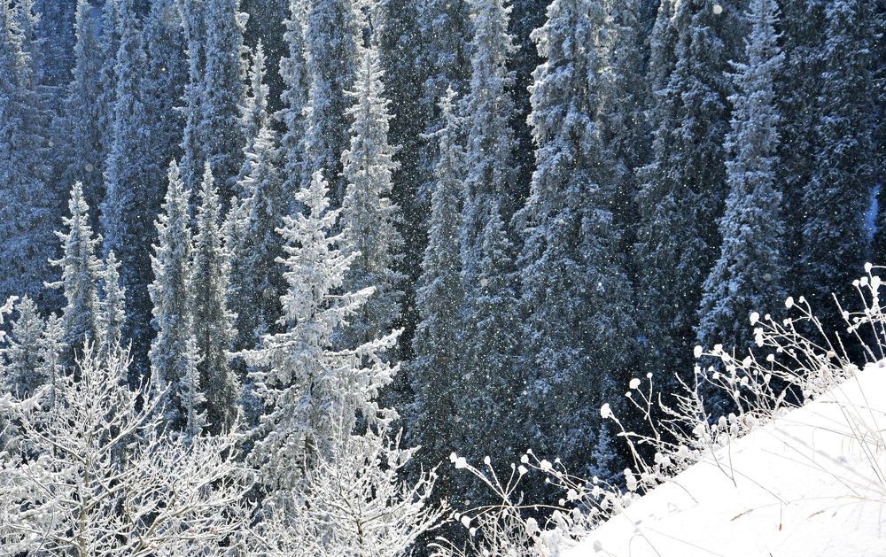 Солнечный снегопад