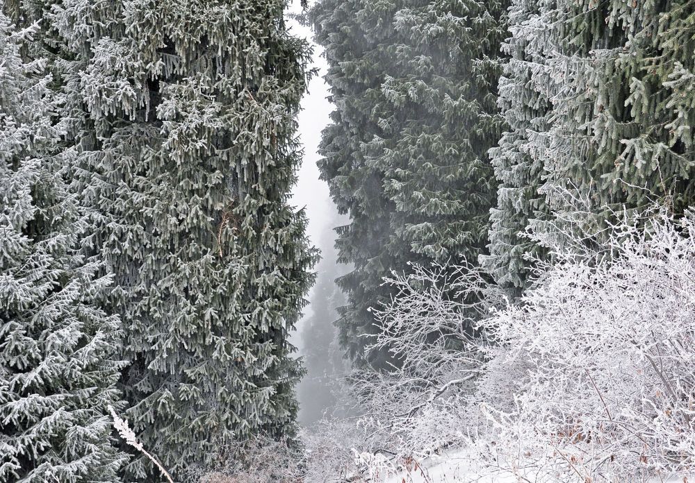 Декабрьский лес в Заилийском Алатау