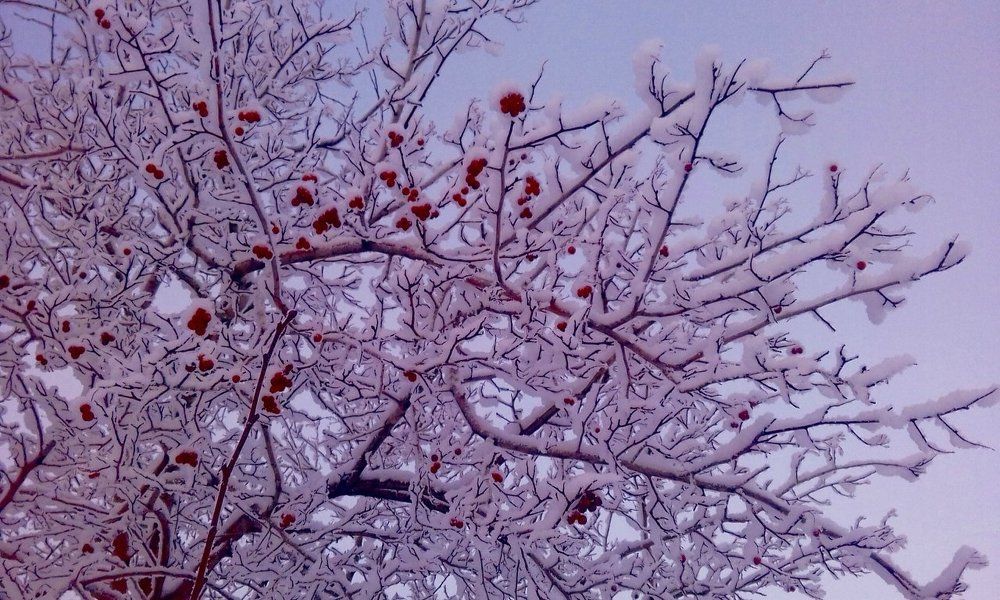 Розовый иней