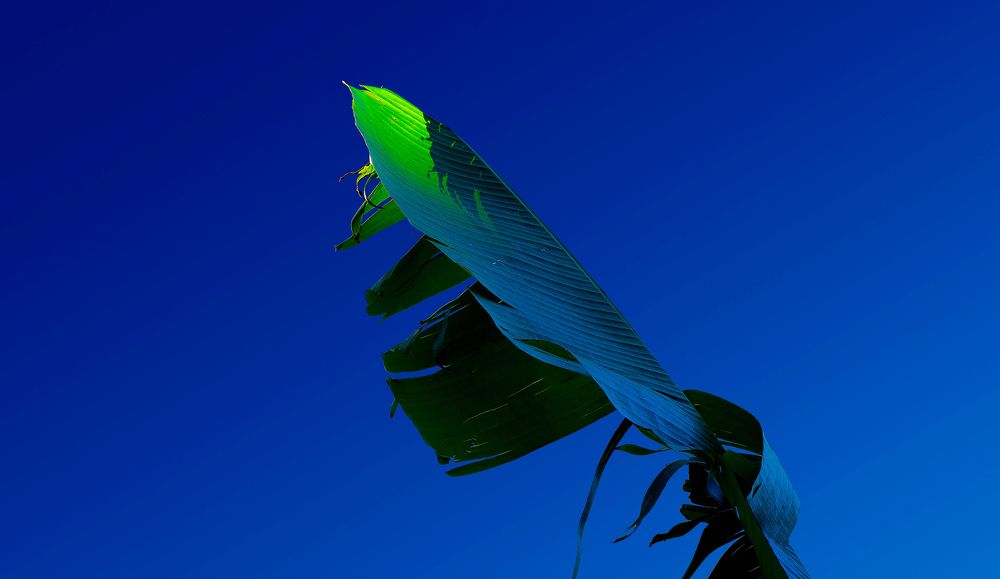 Пальмы на кислоте