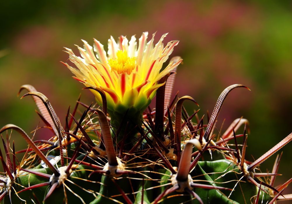 Ферокактус в цвету