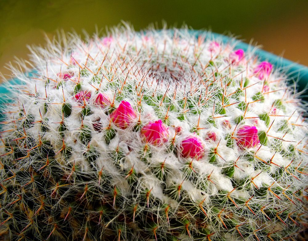 Маммилярия