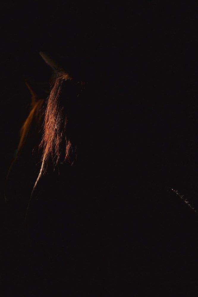 Огненная грива