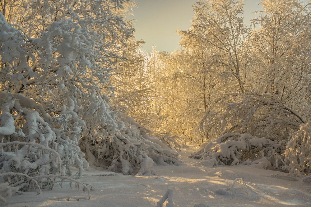 Лесная сказка