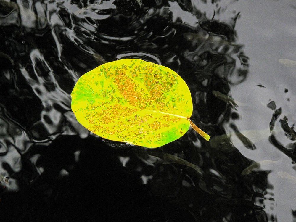 floating leaf