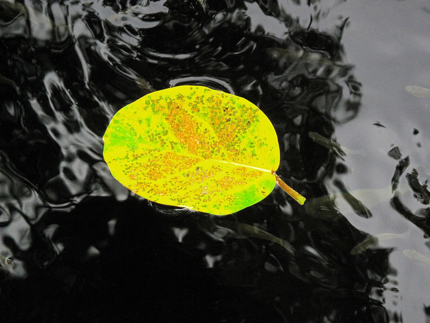 floating leaf