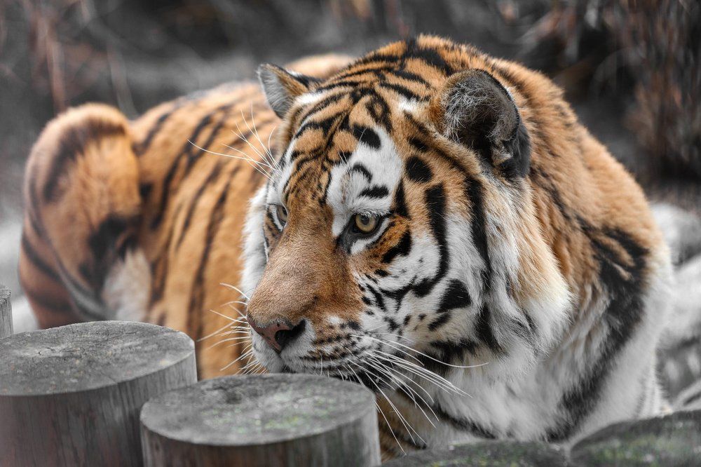 Амурский тигр