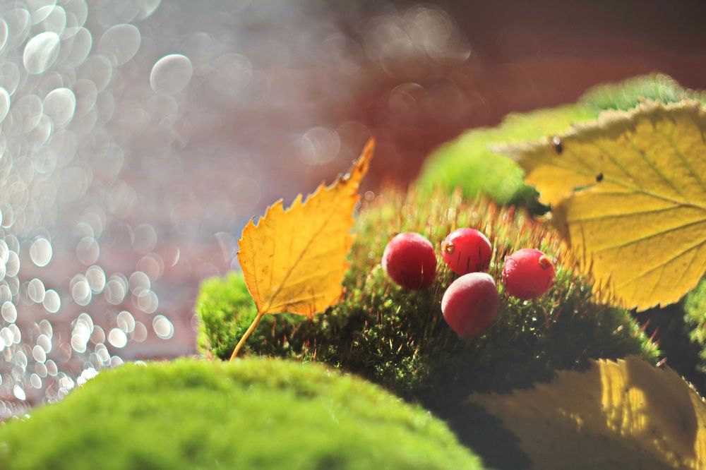 Осенний островок