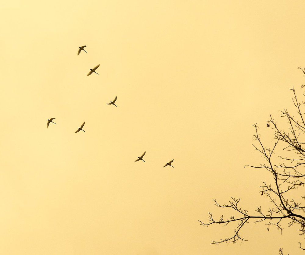 Летят журавли