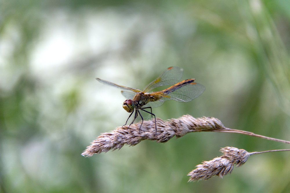 Dragonfly