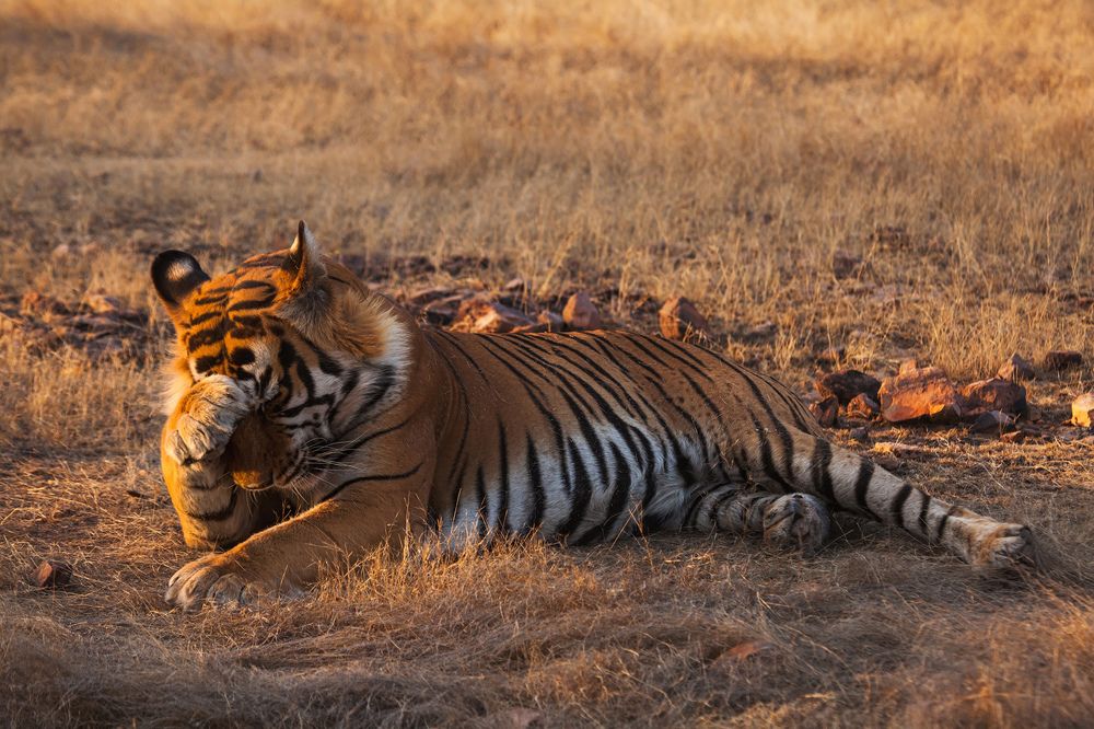 Усатый-полосатый