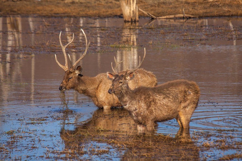 Водяные олени