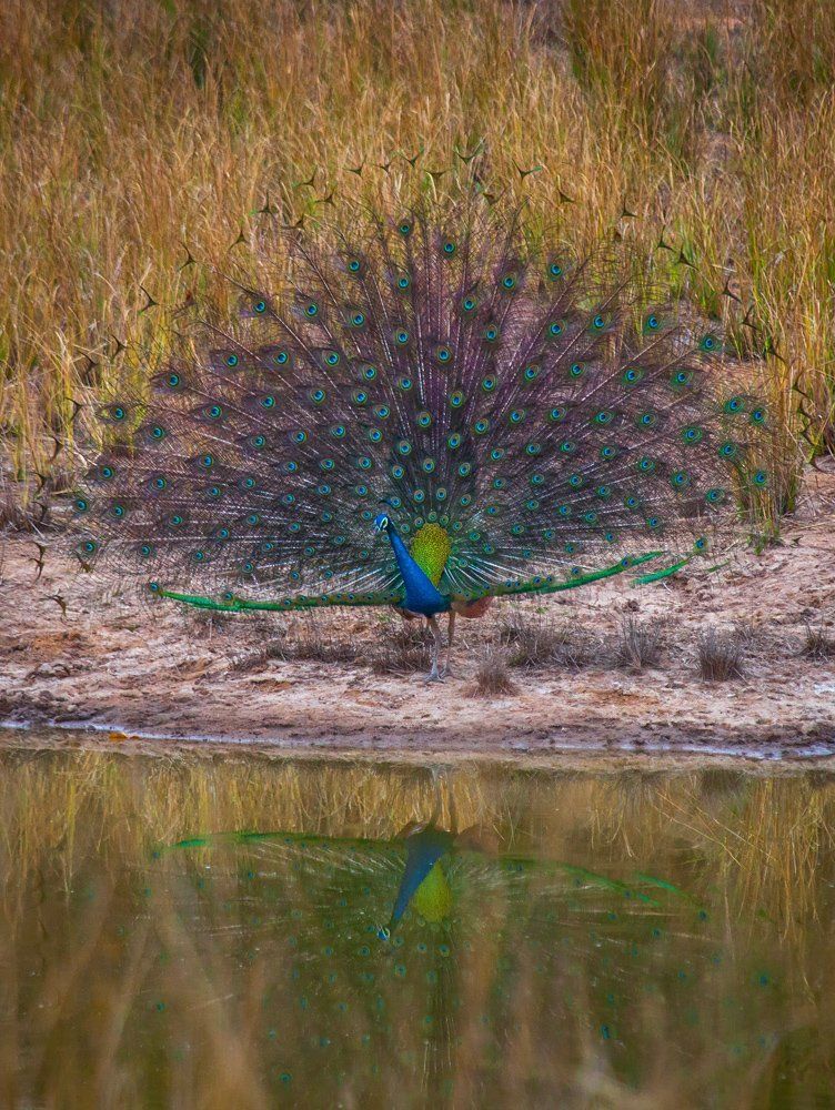 Кто на свете всех милее?