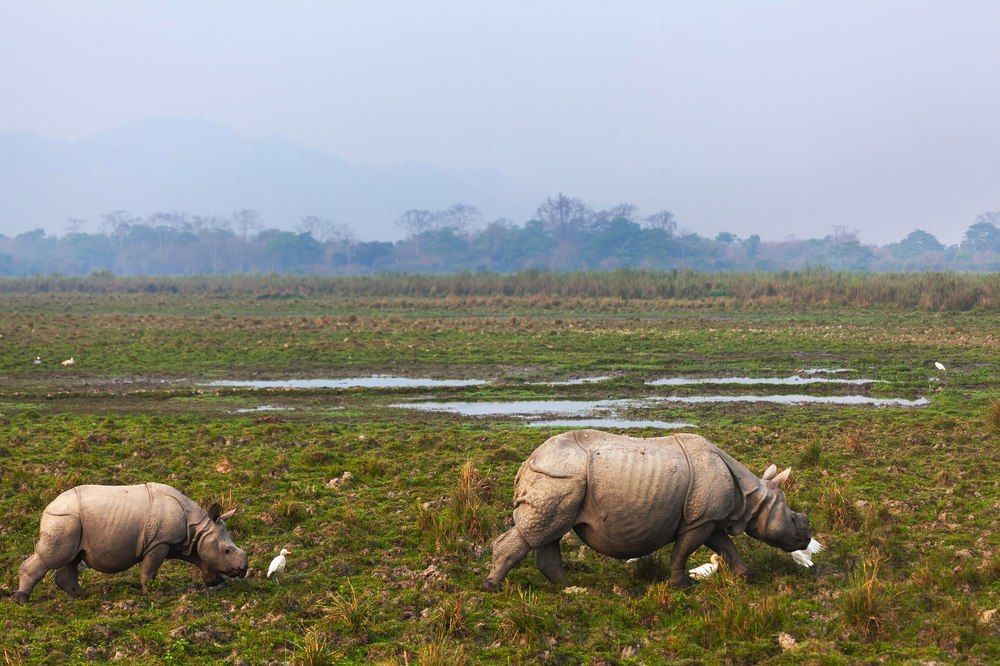 Утренние носороги