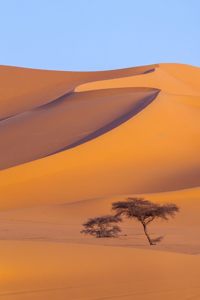 История одинокой акации