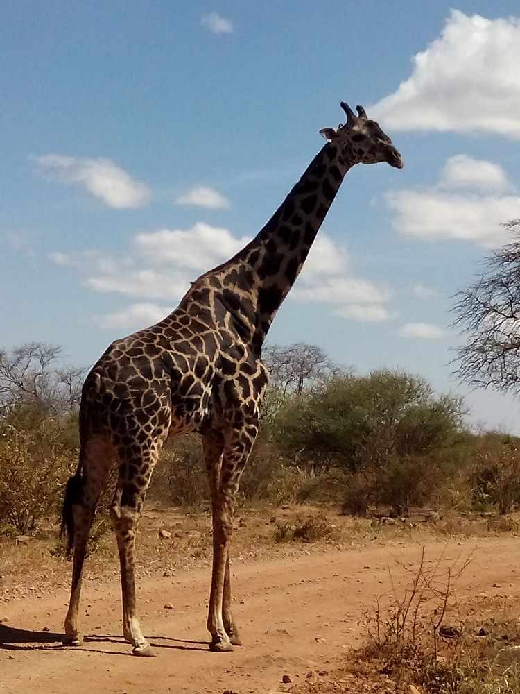 Giraffe