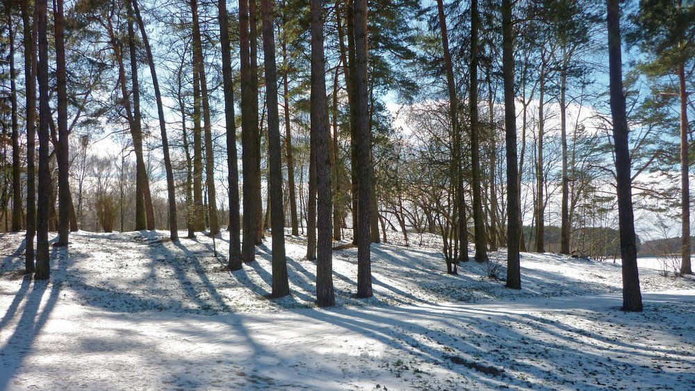 На опушке леса.