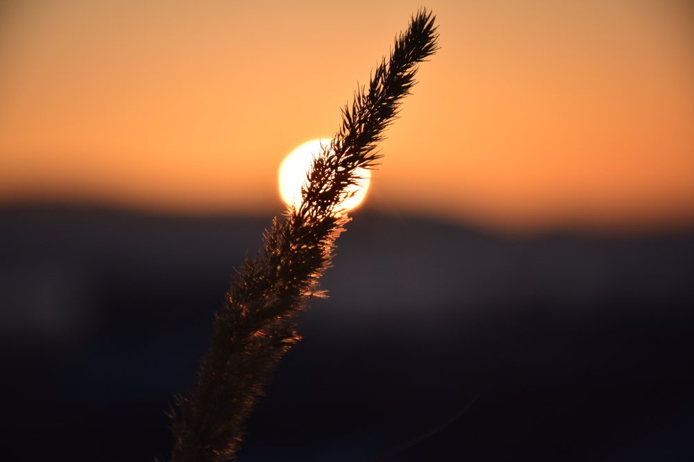 зимнее солнце