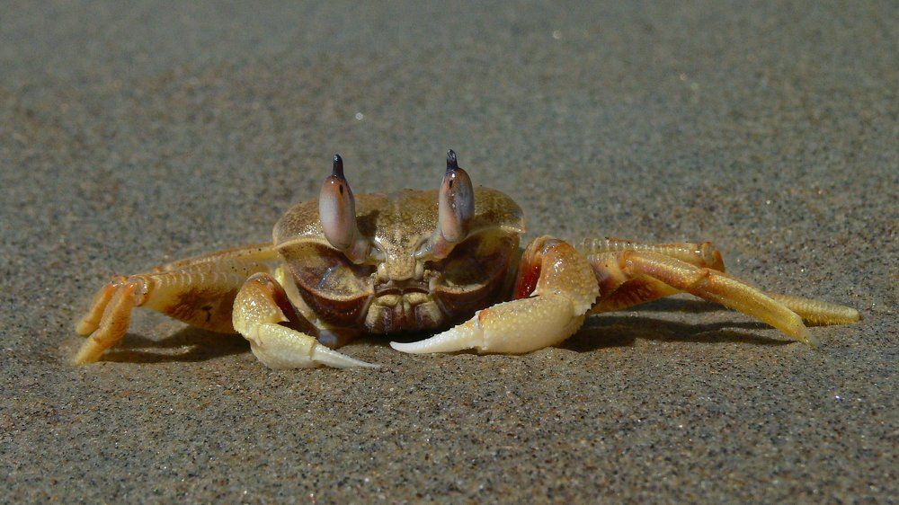 Крабик на фотосессии.