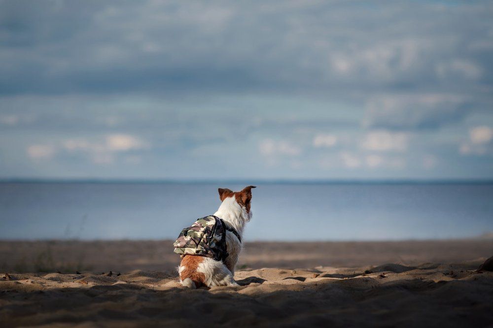 маленькая путешественница