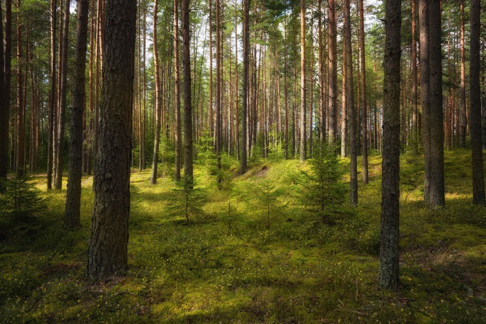 Лесная тишина