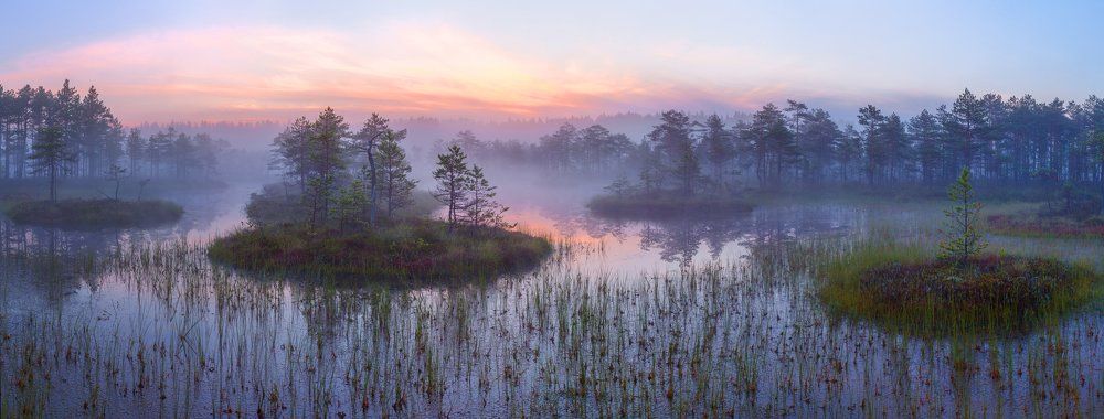 Болотная нежность
