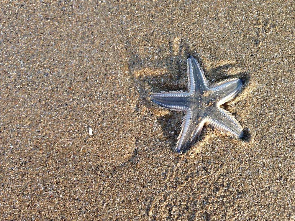 Песок. Звезда.