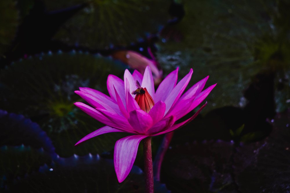 Фотография автора Vijay Richhiya