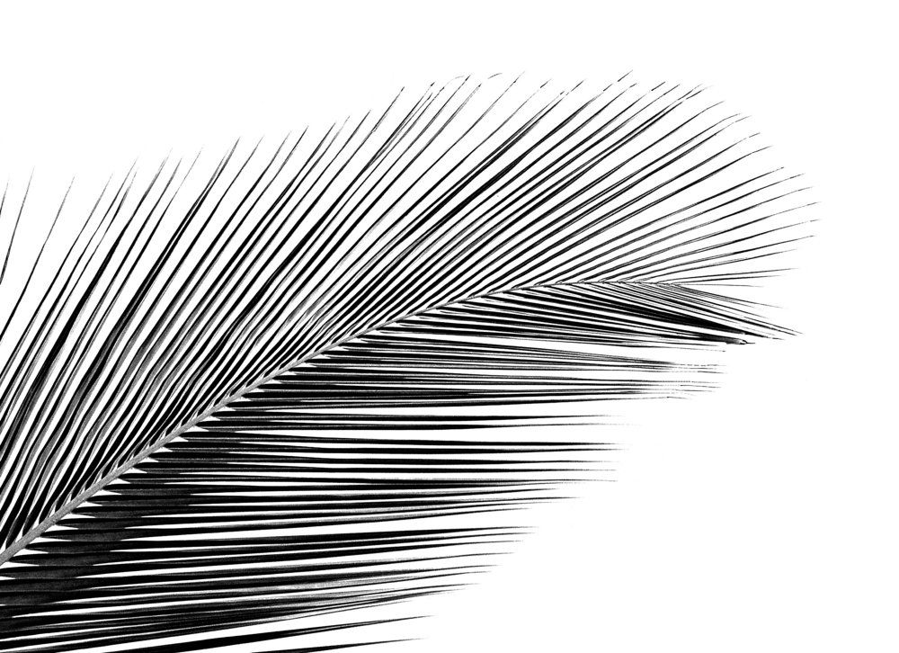 coconnut palm