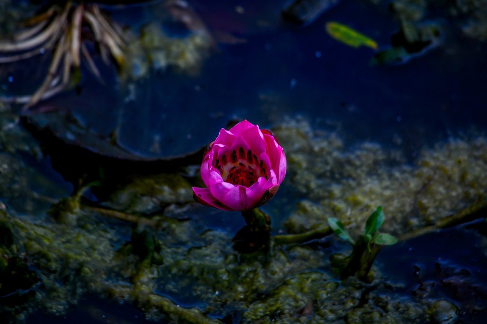 Фотография автора Vijay Richhiya