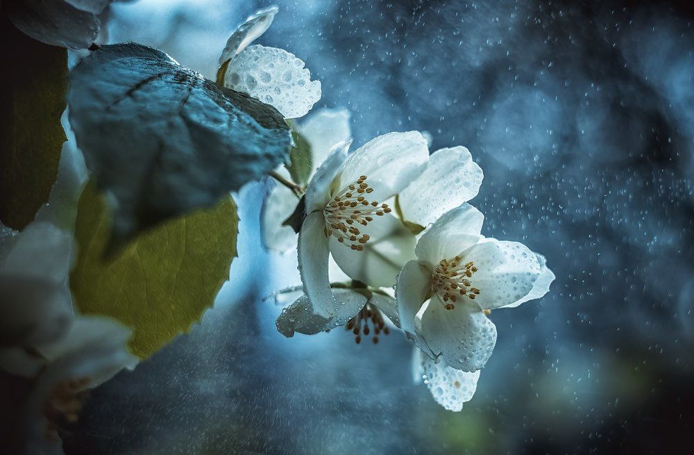 Photograph by Andrey Rut