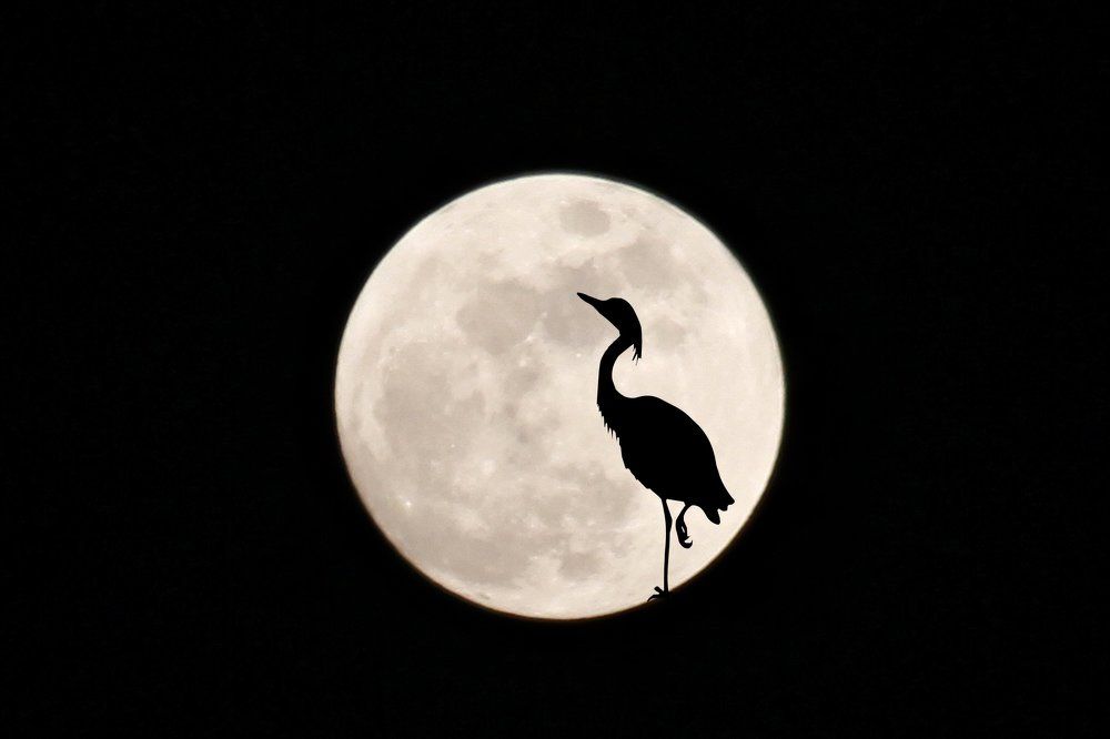 Луна и цапля