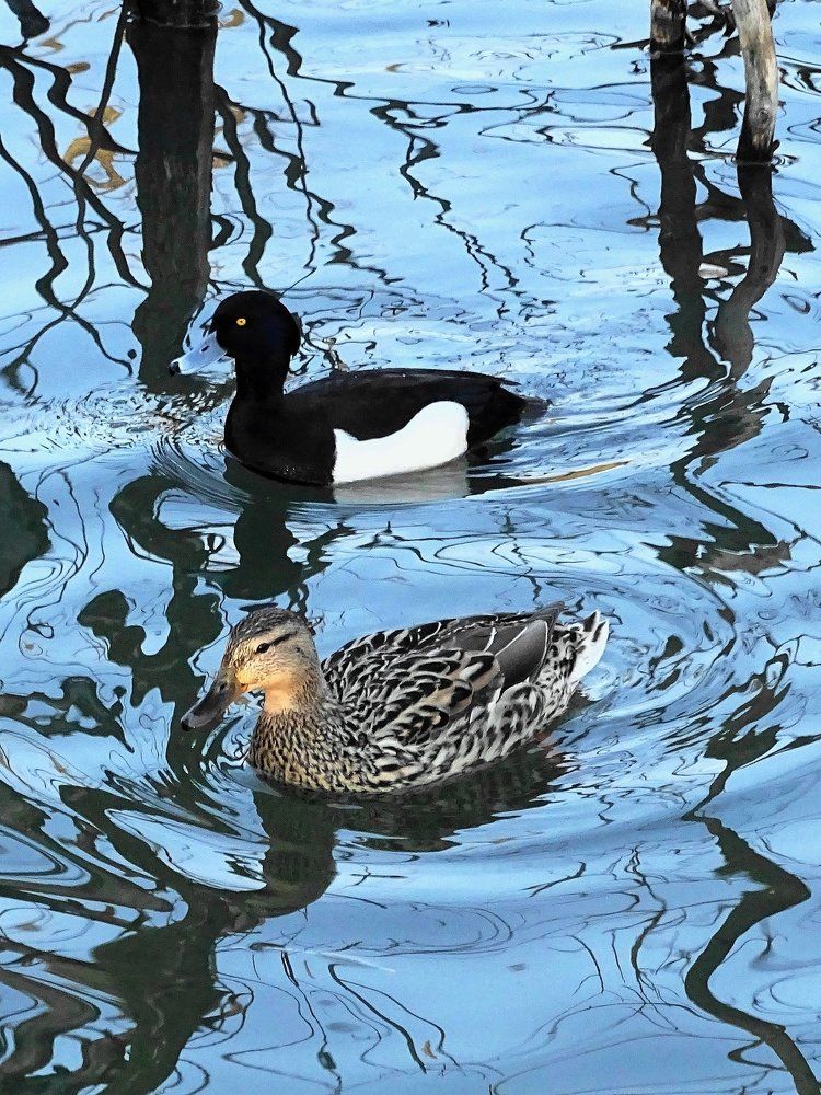 Турбулентность: странная пара