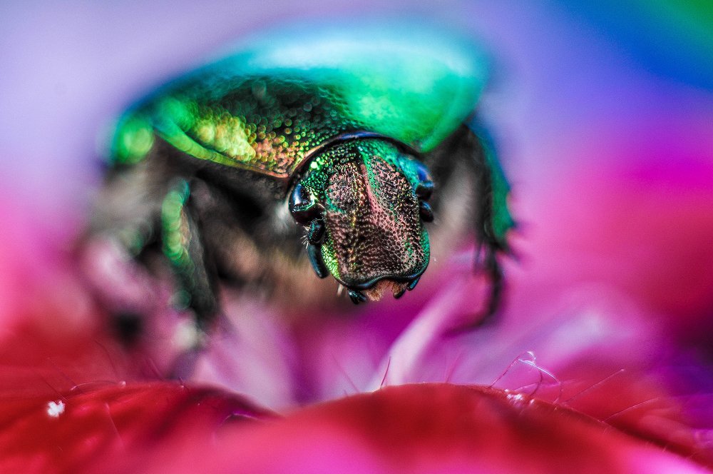 Буйство красок